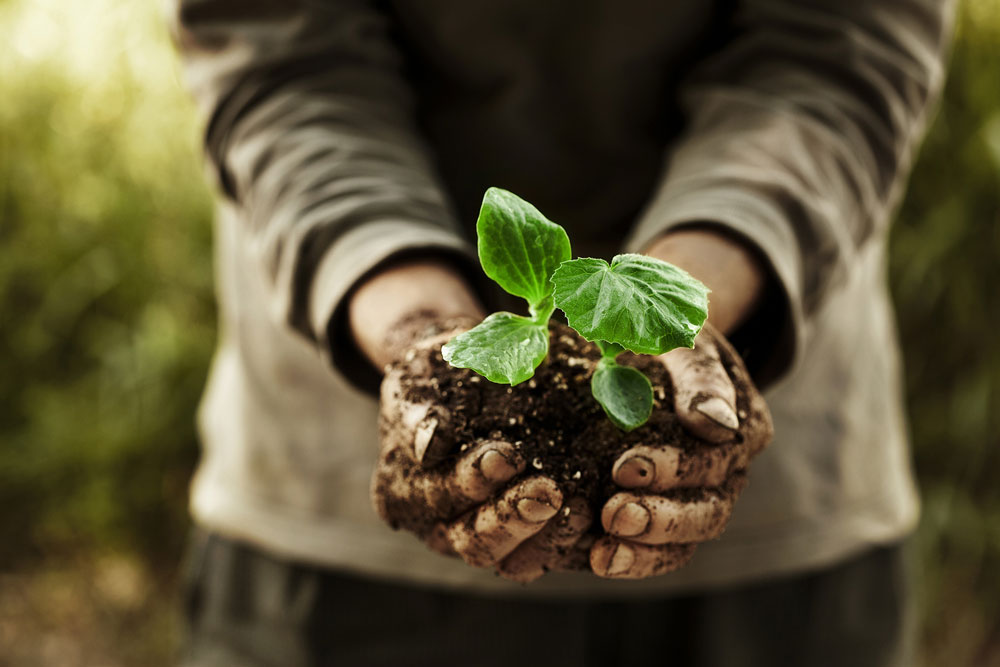 Person holding new plant in dirt in their hands