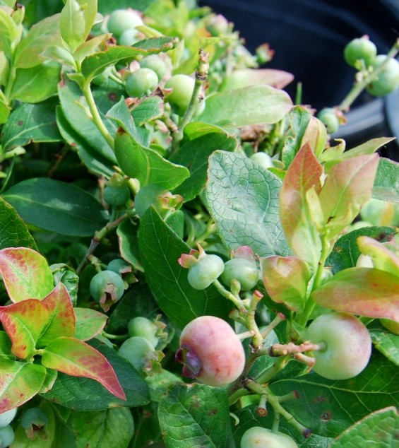 Fruit Trees Small Fruits