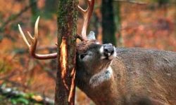 deer scaping on tree and damaging bark