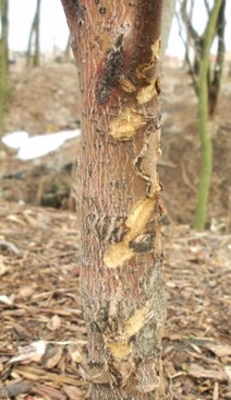 rabbit clean-cut chew marks on a tree trunk