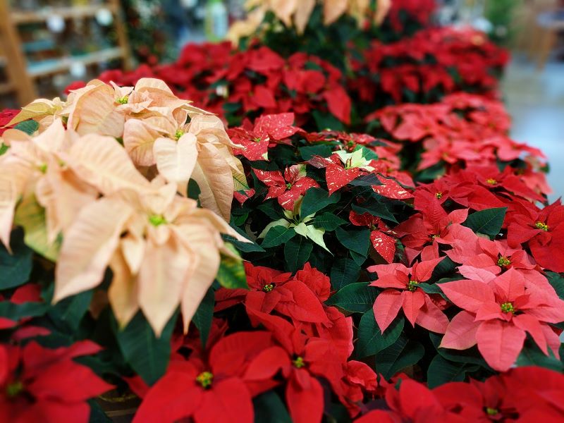 Red and peach poinsettias