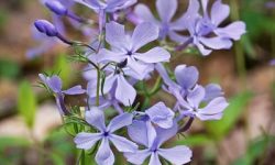wild blue phlox flowers