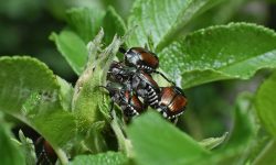 Japanese Beetles on Rose Bush