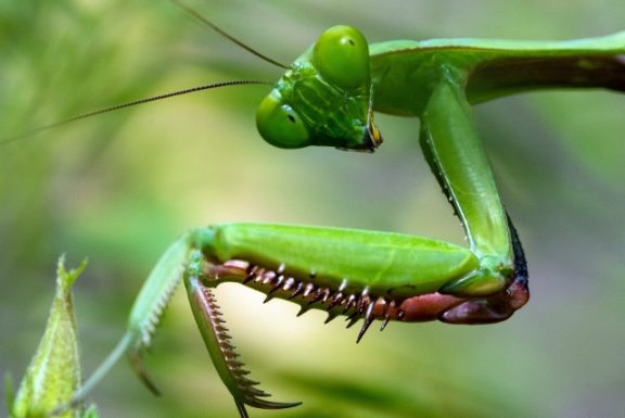 praying mantis looking at camera