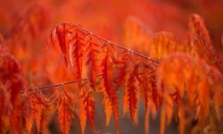 Tiger eyes sumac in the fall