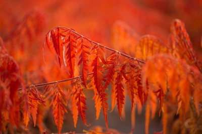 Tiger eyes sumac in the fall