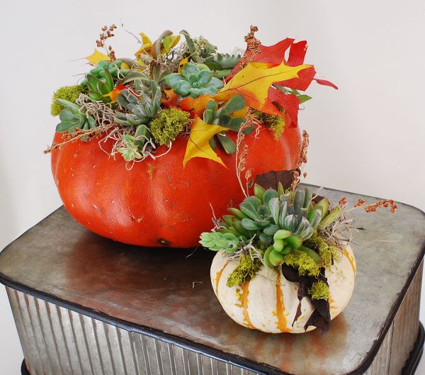 succulent pumpkins