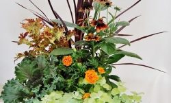 Fall Planter with annuals like kale, echinacea, grasses