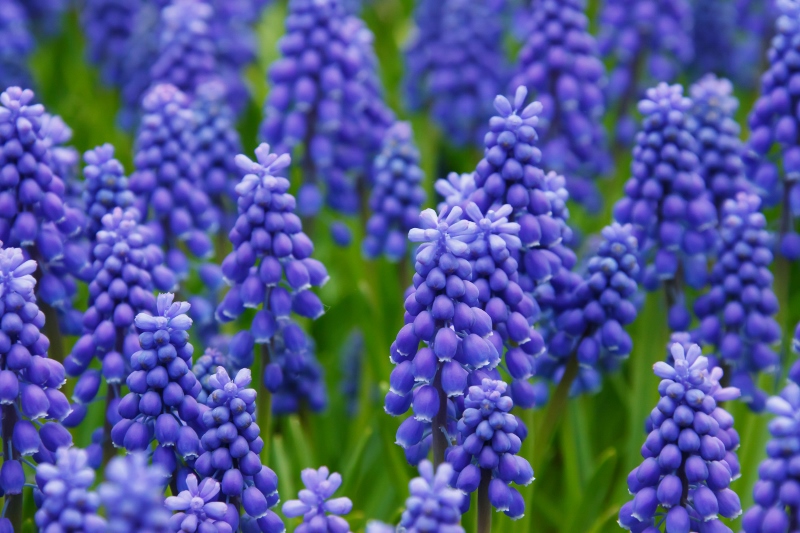 Grape Hyacinth in bloom