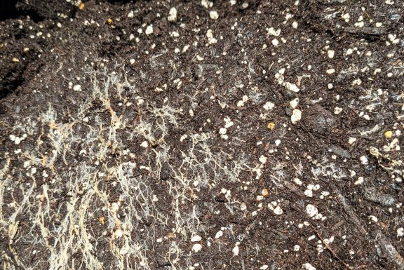 fungal network in soil