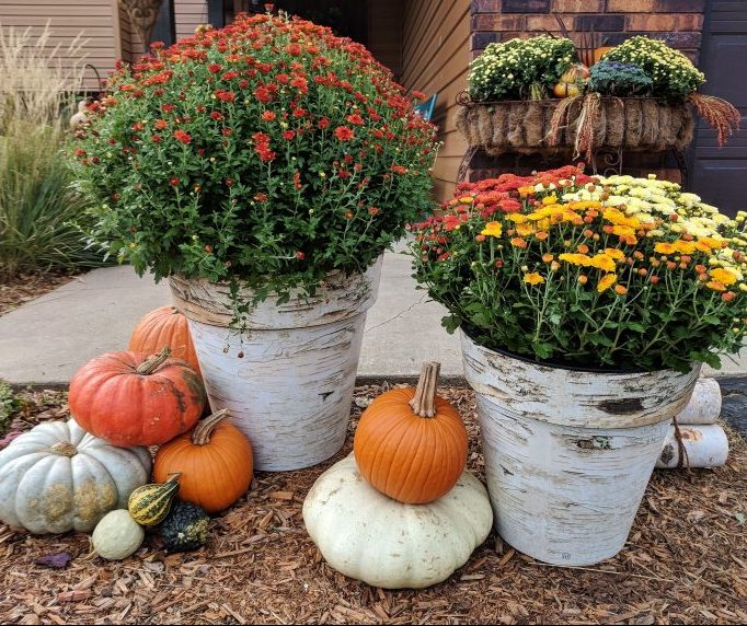 Mums in birch pots and pumpkins in front of house
