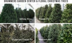 christmas trees at drummers, fraser, balsam, white pine, victorian