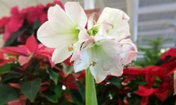 while and pink amaryllis blooming