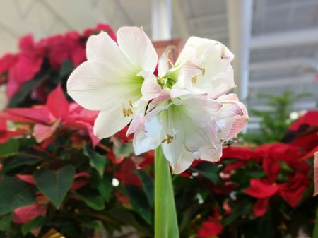 while and pink amaryllis blooming