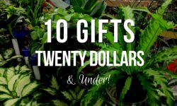10 Gifts $20 and under