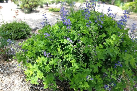 Mature blue false indigo in the display gardens at Drummers.