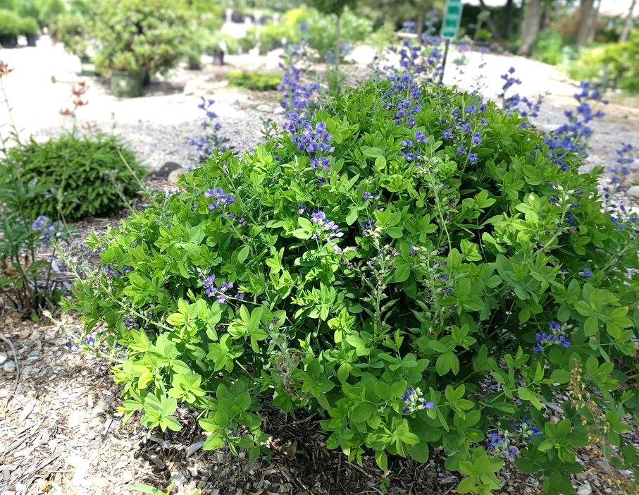 Mature blue false indigo in the display gardens at Drummers.