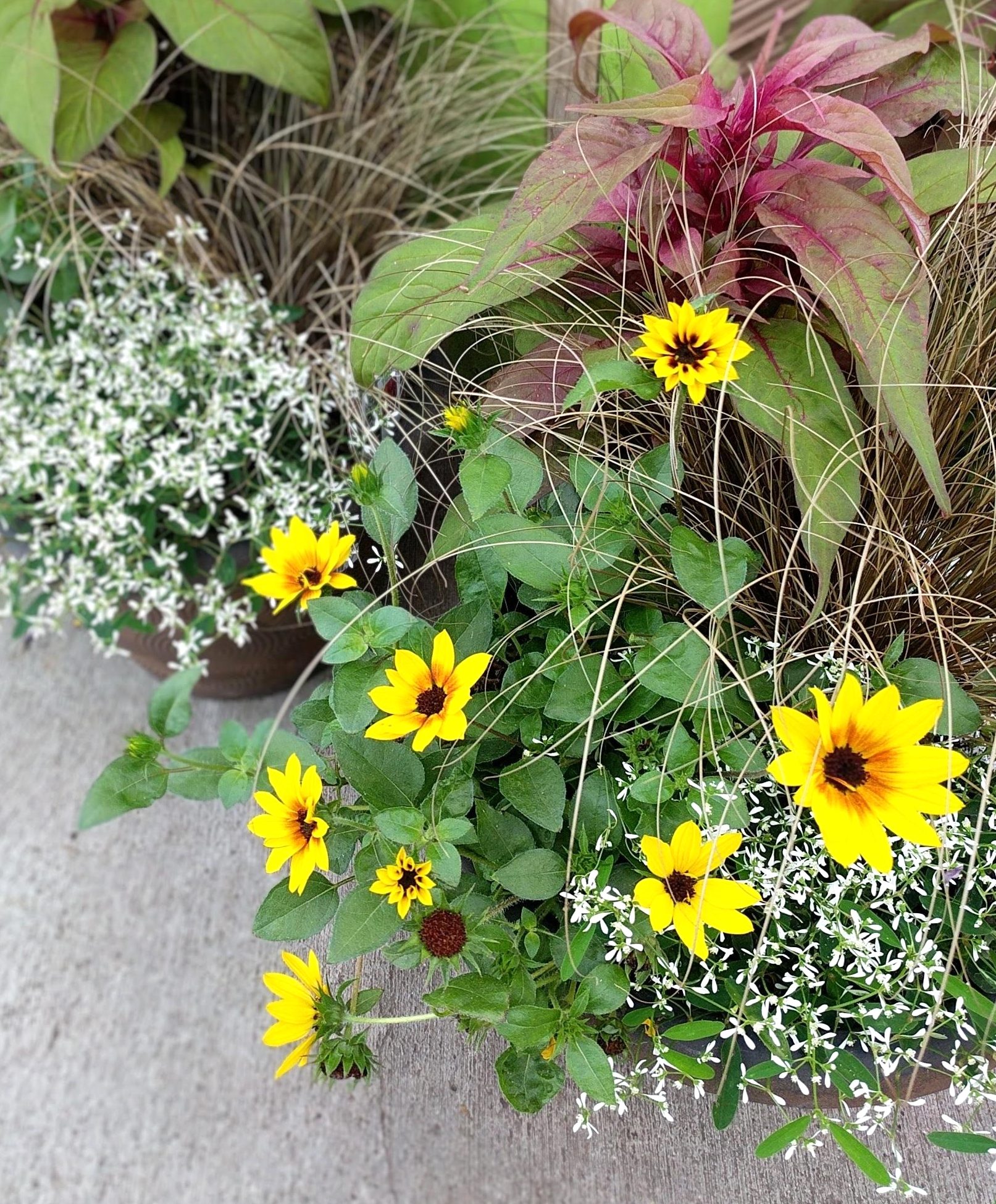 annual yellow sunbelievables and annual plant container