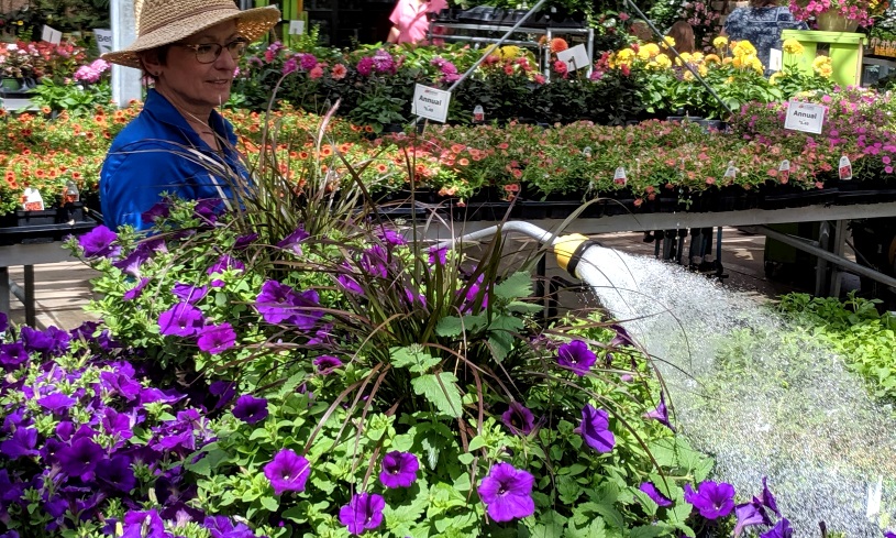 staff watering annuals in greenhouse