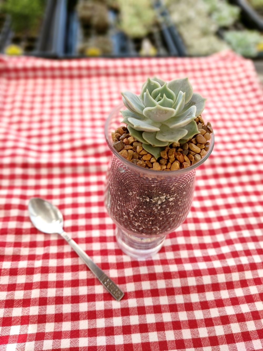 Succulent in a sundae glass with rocks, soil, and white gravel with a spoon next to it