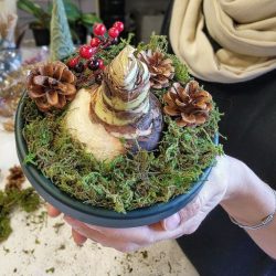 amaryllis bulb planted in a pot with moss, pine cones, and red berries