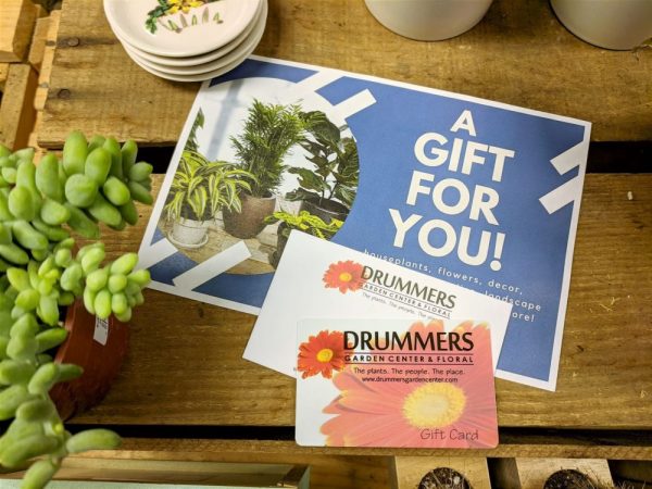 gift card with A gift for you! letter and a donkey tail succulent