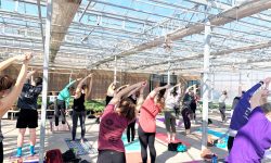 people practicing yoga in the greenhouse