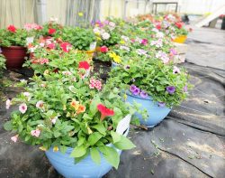 kids containers that have been growing in the greenhouse full of flowers