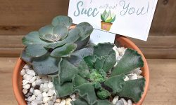 palentine's day succulents potted up in terra cotta with Life would Succ without you!