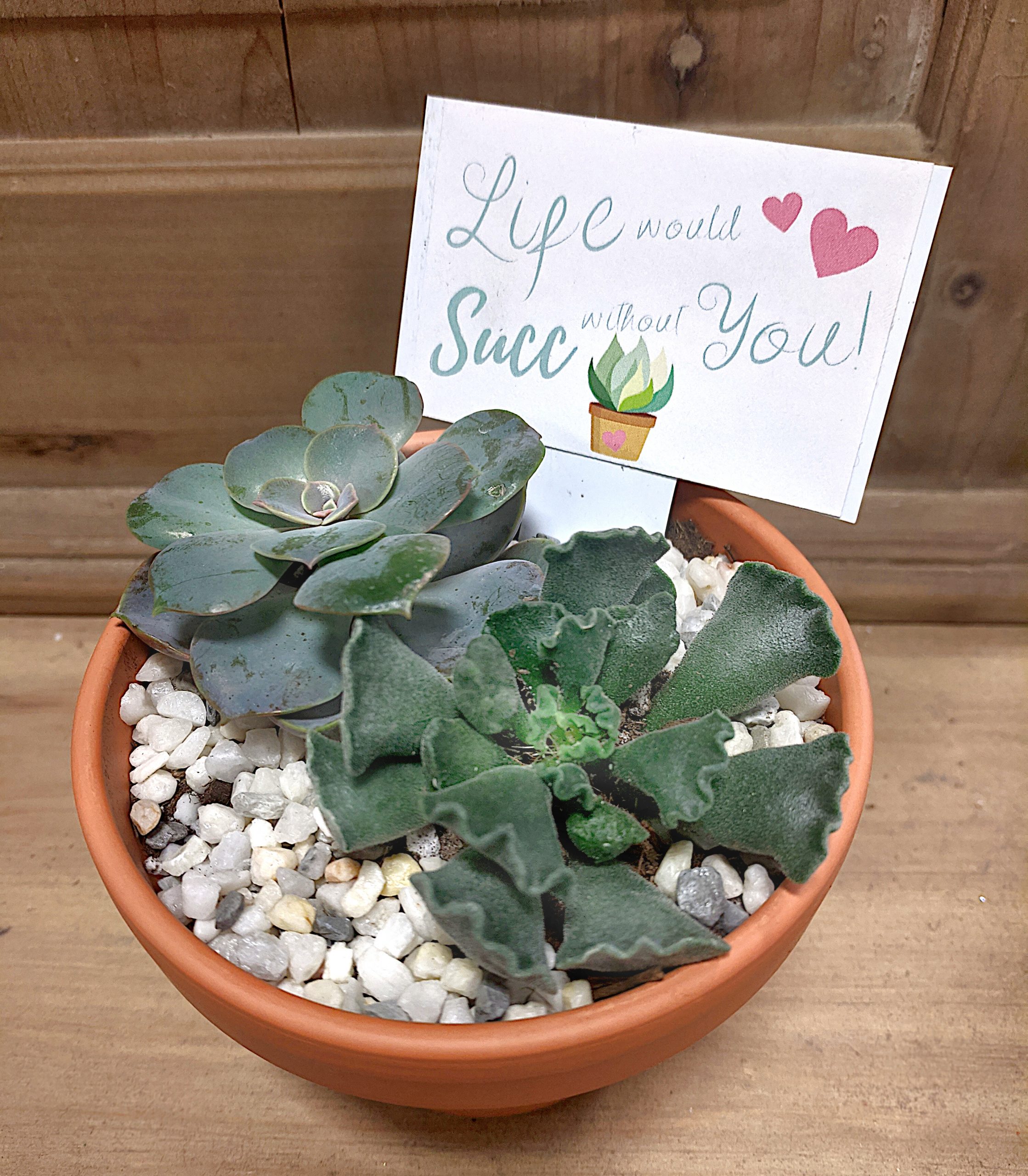 palentine's day succulents potted up in terra cotta with Life would Succ without you!
