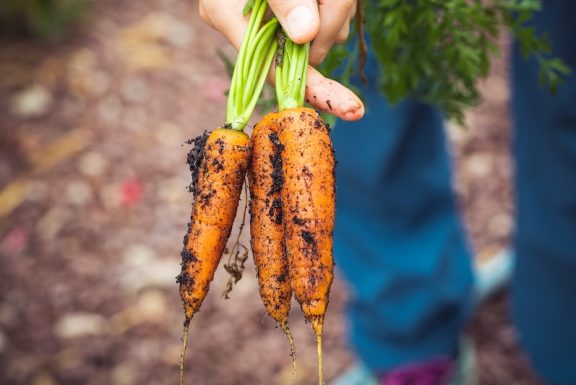 carrots held by gardening with soil on them.