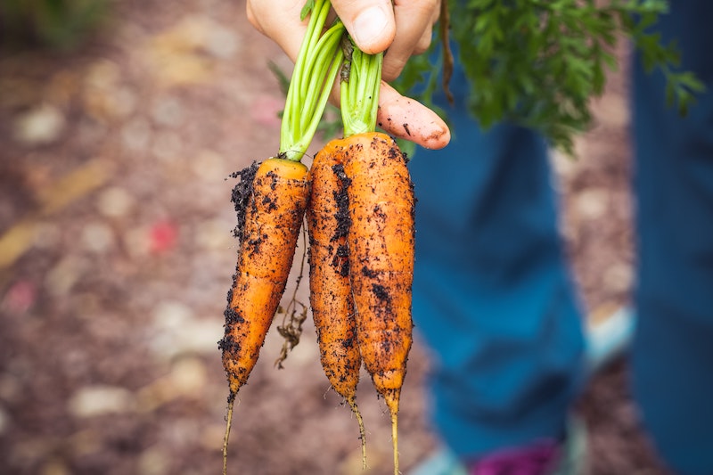 carrots held by gardening with soil on them.