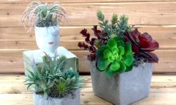 artificial succulent containers