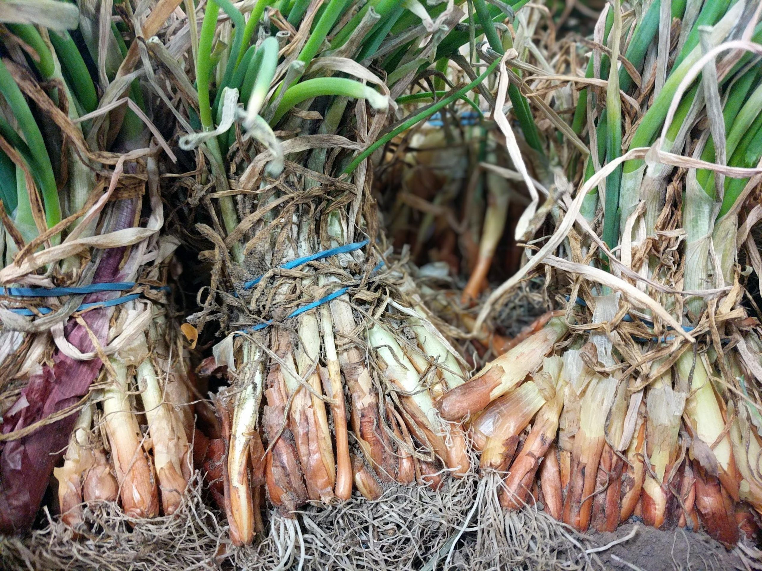 onion plant bundles