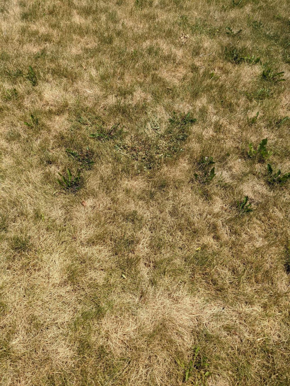 dormant grass
