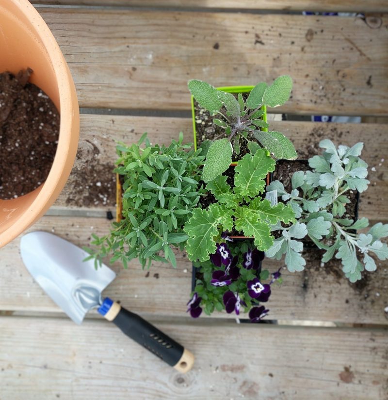 mix of herbs, flowers, and decorative plants in a container with a pot and a trowel