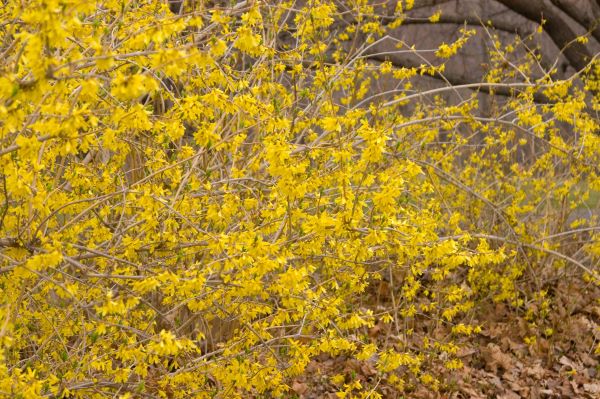 forsythia northern gold yellow spring blooms