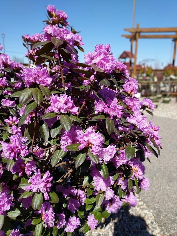 pjm spring blooming purple rhododendron