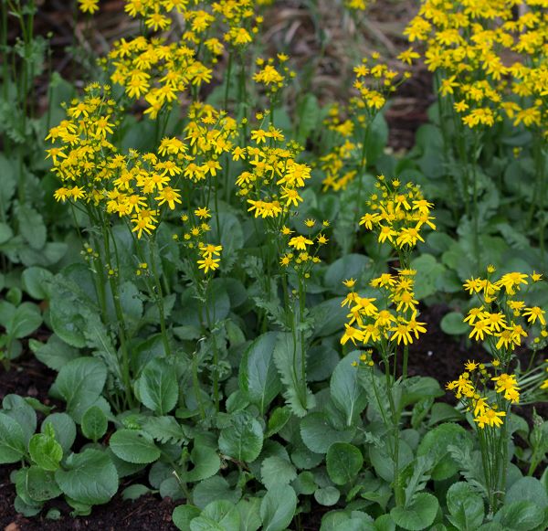 golden grounsel or squaw weed yellow blooms in the spring