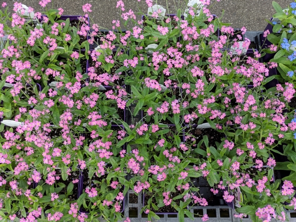 lots of pink flowers on a forget me not