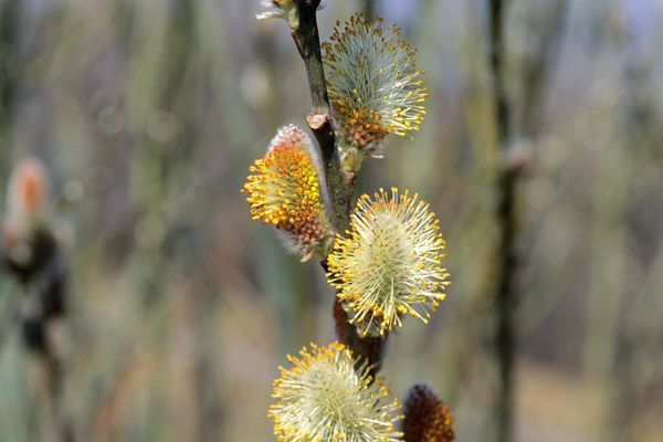 pussy willow catkins in spring