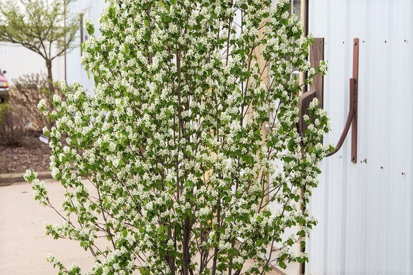 white flowers on standing ovation serviceberry