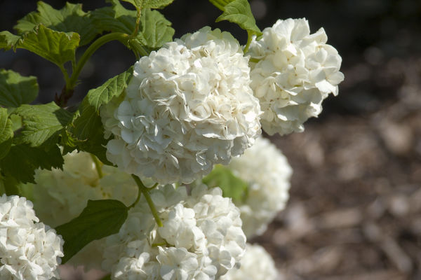 Bulbous white blooms on a snowball viburnum