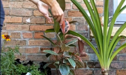 checking on leaves of a variegated rubber plant before bringing inside