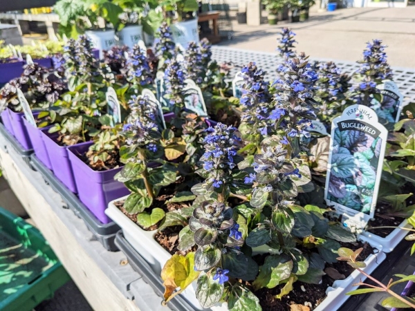 little purple blue flowers of bugleweed ground cover