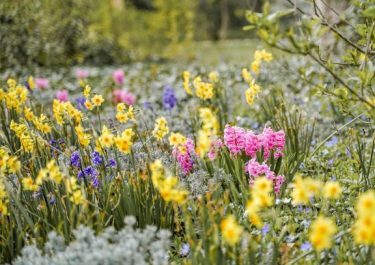 daffodils and hyacinth field of flowers