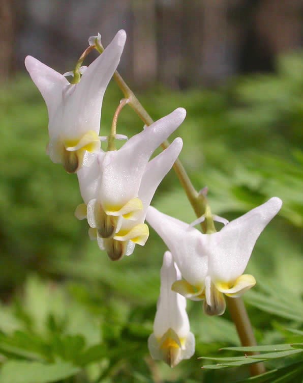 white flowers that look like pants on a dicentra cucullaria