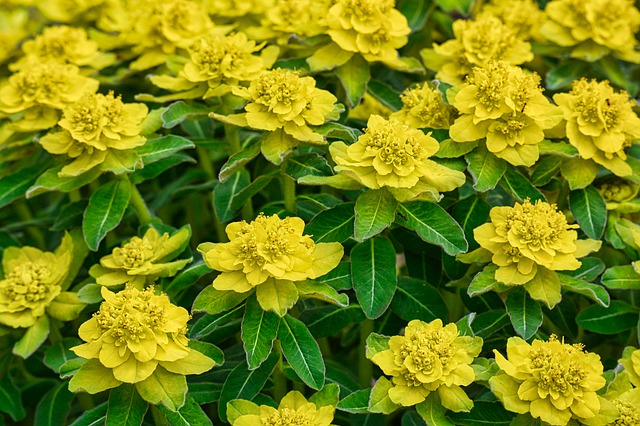 euphorbia cushion spurge yellow growth and blooms