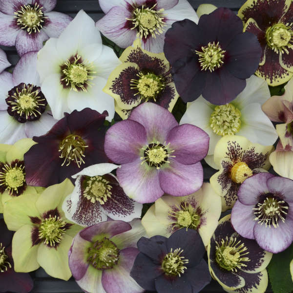 white, yellow, and purple hellebores flowers