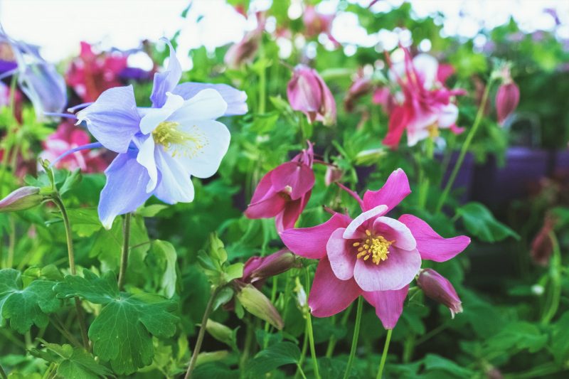 blue and pink flowers of columbine plant
